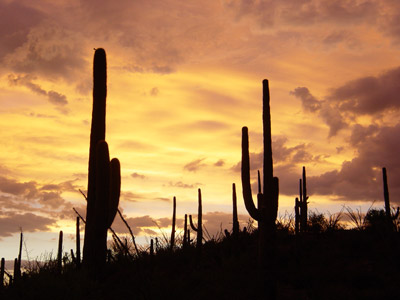Cacti Sunset